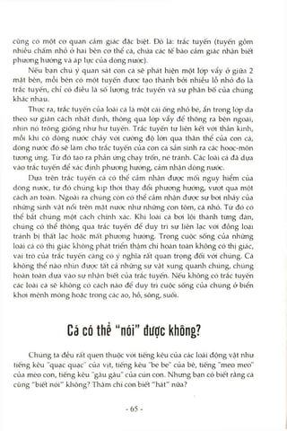 cũng có một ca quan cảm giác đặc biệt. Đó là: trắc tuyến (tuyến gồm
nhiều chấm nhỏ ở hai bên cơ thể cá, chứa các tế bào cảm giác nhận biết
phương hướng và áp lực của dòng nước).
Nếu bạn chú ý quan sát con cá sẽ phát hiện một lóp vẩy ở giữa 2
mặt bên, mỗi bên có một tuyến được tạo thành bởi nhiều lỗ nhỏ đó là
trắc tuyến, chỉ có điều là số lượng trắc tuyến và sự phân bố của chúng
khác nhau.
Thực ra, trắc tuyến của loài cá là một cái ống nhỏ bé, ẩn trong lóp da
theo sự giãn cách nhất định, thông qua lóp vẩy để thông ra bên ngoài,
nh'm nó trông giống như hư tuyến. Trắc tuyến tự liên kết vói thần kinh,
mỗi khi có dòng nước chảy vói cường độ lớn qua thân thể của con cá,
dòng nước đó sẽ làm cho trắc tuyến của con cá sản sinh ra các hooc-môn
tương ứng. Từ đó tạo ra phản ứng chạy trốn, né tránh. Các loài cá đã dựa
vào trắc tuyến để xác địnlT phưong hướng, cảm nhận dòng nước.
Dựa trên trắc tuyến cá có thể cảm nhận được mối nguy hiểm của
dòng nưóc, từ đó chúng kịp thòi thay đổi phưong hướng, vượt qua một
cách an toàn. Ngoài ra chúng còn có thể cảm nhận được sự boi nhảy của
những sinh vật nổi trên mặt nước như những con tôm, cá nhỏ. Từ đó có
thể bắt chúng một cách chmh xác. Khi loài cá bơi lội thành từng đàn,
chúng có thể thông qua trắc tuyến để duy trì sự liên lạc vói đồng loại
tránh bị thất lạc hoặc mất phưong hướng. Trong cuộc sống của những
loài cá có thị giác kliỏng phát triển thậm chí hoàn toàn không có thị giác,
vai trò của trắc tuyến càng có ý nghĩa rất quan trọng đối vói chúng. Cá
không thể nào nlVm được tất cả những sự vật xung quanh chúng, chúng
hoàn toàn dựa vào sự nliận biết của trắc tuyến. Nếu không có trắc tuyến
các loài cá sẽ không có cách nào để duy trì cuộc sống của chúng ở biển
khơi mênh mông hoặc trong các ao, hồ, sông, suối.
Cá có thể “nói” được không?
Chúng ta đều rất quen thuộc với tiếng kêu của các loài động vật như
tiếng kêu "quạc quạc" của vịt, tiếng kêu "be be" của bê, tiếng "meo meo"
của mèo con, tiếng kêu "gcâu gâu" của cún con. Nhưng bạn có biết rằng cá
cũng "biết nói" không? Thậm chí còn biết "hát" nữa?
65 -
 