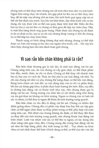 chúng mói có thể chạy trên những noi rất tron như trần nhà và mặt kính.
Ngoài khả năng chạy rất nhanh, khi gặp phải kẻ thù nó có thể chạy như
bay, để ẩn nấp vào những chỗ an toàn, khi tình hình quá nguy cấp nó có
thể cắt đứt đuôi của mình. Sau khi ròi khỏi thân, dáy thần kinh vẫn có tác
dụng, do vậy đuôi vẫn có thể cựa quậy được trên mặt đất. Điều đó thu
hút sự chú ý của kẻ thù và chúng có thòi gian để tiếp tục trốn chạy. Đây
là một khả năng thích ứng quan trọng. Phần đuôi của chúng tự cắt được
là do cơ đuôi co lại, tạo ra sự cắt của những khóp xương vì khi đó chúng
lại có thể tiếp tục mọc đuôi khác.
Thạch sùng có hình dáng không đẹp mắt nhưng chúng có thể diệt
được các loài côn trùng có hại cho con ngưòi như muỗi, vắt... Do vậy khi
nh'm thấy chúng bạn chớ nên đánh hoặc giết chúng.
Vì sao rắn bốn chân không phải là rắn?
Rắn bốn chân thưòng gọi là rắn lằn, là một loài động vật bò sát.
Chúng sống trên cạn, da của chúng có vẩy giác chất, cơ thể được phân
Làm đầu, mình, thân, tứ chi và đuôi. Chúng có thể chạy rất nhanh trên
bãi cỏ, bụi cây và vách đá. Thức ăn chủ yếu là các loài động vật nhỏ. Tứ
chi của chúng rất nhỏ và yếu, không thể nâng được cơ thể khi vận động.
Bụng luôn chạm sát mặt đất, sự vận động dựa vào tứ chi và phần thân,
khi leo các khóp gấp khúc ở phần đuôi luôn hướng lên trên. Rắn, rùa đều
là những loài động vật có thuộc tính như vậy, nên chúng được gọi là
động vật bò sát. Trong miệng của thằn lằn có rất nhiều răng nhỏ đóng
vai trò giữ thức ăn không roi khỏi miệng. Ngoài ra chúng còn có lưỡi rất
sắc và nhọn, có thể đưa ra ngoài để thăm dò môi trường xung quanh.
Rắn bốn chân và rắn đều là động vật bò sát. Chúng có nhiều đặc
điểm giống nhau. Chúng đều có phần vảy được bao bọc bỏi các lóp giác
chất, có thể ngăn chặn được sự thủy phân trong cơ thể, phù họp với cuộc
sống trên cạn. Thể nhiệt của chúng không ổn định, có thể thay đổi theo
sự thay đổi của môi trường xung quanh, nên chúng thuộc loại động vật
biến nhiệt. Lưõi vừa nhọn vừa sắc có thể thò ra ngoài, có tác dụng cho
chức năng cảm giác chảy đều. Chúng mang đặc trưng loài động vật bò
sát như hô hấp bằng phổi, thụ tinh trong cơ thể... Tuy nhiên sự khác
nhau rõ nét nhất được thể hiện ở hình dạng cơ thể, cơ thể của rắn vừa dài
86-
 