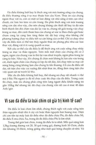 Đà điểu không biết bay là thích ứng vói môi trường sống của chúng,
đà điểu thường sống ở sa mạc thuộc bán cầu Nam. Thức ăn của chúng
ngoài thực vật ra, còn có một số loài động vật nhỏ sống ở trên cạn như:
chuột, các loài leo trèo và côn trùng. Do phải thích ứng vói môi trường
sống còn dài như vậy, cho nên chúng không cần thiết để bay từ đó nên
hình thành lên đôi chân vừa dài lại vừa to, chúng rất giỏi trong việc chạy
trong sa mạc, đôi cánh thoái hóa của chúng sẽ xòe ra theo chiều gió hoặc
chụm cong lại càng làm tăng thêm tốc độ bay cũng rủìư khống chế
phương hướng chạy và điều tiết sự cân bằng của cơ thể. Chỉ có chạy như
vậy đà điểu mói có thể tìm thấy nguồn thức ăn phong phú như các loài
thực vật, động vật ít ỏi xung quanh sa mạc.
Kết cấu cơ thể của đà điểu là để thích ứng vói cuộc sống chạy nhảy
trong sa mạc và thảo nguyên. Trên mỗi một chân của chúng chỉ có 2
ngón, ngón của chúng vừa to thô lại vừa nhút truyền, ngón phía trong lại
càng to bản. Như vậy, khi chúng đi chân mói không bị lún sâu vào trong
cát, dưói ngón chân của chúng có lóp da rất dày, khi chạy trên sa mạc cát
nóng bỏng cũng không làm cho chúng bị tổn thương, cổ của đà điểu rất
dài, rất tiện cho việc cúi xuống đất nhặt thức ăn, đồng thòi cũng tiện cho
việc quan sát né tránh kẻ thù.
Mặc dù đà điểu không biết bay, thế nhưng nó chạy rất nharửi vì thế
mà ở Bắc Phi ngưòi ta đã tổ chức cuộc thi chạy của đà điểu. Trong cuộc
thi chạy, mặc dù chúng phải cõng trên lưng ngưòi điều khiển nặng tói
gần lOOkg thế nhưng tốc độ chạy của chúng vẫn rất cao ở mức 40 dặm
Anh/giờ.
Vì sao đà điểu là loài chim có giá trị kinh tế cao?
Đà điểu là loài chim lớn nhất, chiíng thích nghi vói cuộc sống trên
thảo nguyên nhiệt đói ít cây cối hoặc thảo nguyên bán hoang mạc. Hiện
chỉ còn tồn tại mấy loài đà điểu như: đà điểu châu Phi, đà điểu châu Mĩ,
đà điểu E-mu châu Âu, trong đó đà điểu châu Phi là lớn nhất.
Trong thế giói loài chim, trứng đà điểu là to nhất. Mỗi quả nặng hơn
l,5kg (tương đương vói 20, 30 quả trứng gà), đường kứih 10-15cm, chiều
dài khoảng 15-20cm, trông giống như một quả bóng chuyền cở nhỏ. vỏ
-91 -
 