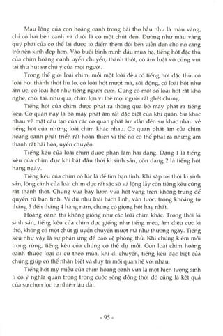 Màu lông của con hoàng oanh trong bài thơ hầu như là màu vàng,
chỉ có hai bên cánli và đuôi là có một chút đen. Dường như màu vàng
quý phái của cơ thê lại được tô điểm thêm đôi bên viền đen cho nó càng
trở nên xinh đẹp hon. Vào buổi b'mh minh đầu mùa hạ, tiếng hót đặc thù
của chim hoàng oanh uyển chuyển, thánh thót, có âm luật vô cùng vui
tai thu hút sự chú ý của mọi ngưòi.
Trong thế giói loài chim, mỗi một loài đều có tiếng hót đặc thù, có
loài hót thánh thót líu lo, có loài hót mượt mà, sôi động, có loài hót nliư
ấm ức, có loài hót như tiếng ngưòi cưòi. Cũng có một số loài hót rất khó
nghe, chói tai, như quạ, chim lợn vì thế mọi ngưòi rất ghét chúng.
Tiếng hót của chim được phát ra thông qua bộ máy phát ra tiếng
kêu. Cơ quan này là bộ máy phát âm rất đặc biệt của khí quản. Sự khác
nhau về mặt cấu tạo của các cơ quan phát âm dẫn đến sự khác nhau về
tiếng hót của những loài chim khác nhau. Cơ quan phát âm của chim
hoàng oanh phát triển rất hoàn thiện vì thế nó có thể phát ra những âm
thanh rất hài hòa, uyển chuyển.
Tiếng kêu của loài chim đuợc phân làm hai dạng. Dạng 1 là tiếng
kêu của chim đực khi bắt đầu thòi kì sinh sản, còn dạng 2 là tiếng hót
hàng ngày.
Tiếng kêu của chim có lúc là để tìm bạn t'mh. Khi sắp tói thòi kì sinh
sản, lông cánh của loài chim đực rất sặc sỡ và lộng lẫy còn tiếng kêu cũng
rất thánh thót. Chúng vừa bay lượn vừa hót vang trên klaông trung để
quyến rũ bạn tình. Ví dụ như loài bách linh, vân tước, trong khoảng từ
tháng 3 đến tháng 4 hàng năm, chúng có giọng hót hay nhất.
Hoàng oanla thì không giống như các loài chim khác. Trong thòi kì
sinh sản, tiếng kêu của chim đực giống như tiếng mèo, âm điệu cực kì
thô, không có một chút gì uyển chuyển mượt mà như thường ngày. Tiếng
kêu như vậy là sự phản ứng để bảo vệ phòng thủ. Khi chúng kiếm mồi
trong rừng, tiếng kêu của chúng có thể dụ mồi. Con loài chim hoàng
oanh thuộc loại di cư theo mùa, khi di chuyển, tiếng kêu đặc biệt của
chúng giúp có thể nliận biết Vcà duy trì mối quan hệ vói nhau.
Tiếng hót mỹ miều của chim hoàng oanh vừa là một hiện tượng sinh
lí có ý nghĩa quan trọng trong cuộc sống đồng thời đó cũng là kết quả
của sự chọn lọc tự nhiên lâu dài.
-95
 