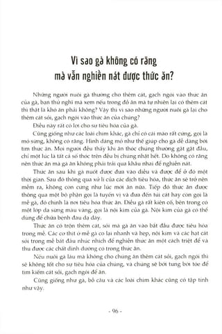 Vì sao gà không có răng
mà vẫn nghiền nát được thức ăn?
Những người nuôi gà thưòiig cho thêm cát, gạch ngói vào thức ăn
của gà, bạn thử nghĩ mà xem nếu trong đồ ăn mà tự nhiên lại có thêm cát
thì thật Icàkhó ăn phcải không? Vậy thì vì sao những ngưòi nuôi gà lại cho
thêm cát sỏi, gạch ngói vào thức ăn của chúng?
Điều này rất có lọi cho sự tiêu hóa của gà.
Cũng giống như các loài chim khác, gà chỉ có cái mào rất cứng, gọi là
mỏ sừng, không có răng. Hình dáng mỏ như thê giúp cho gà dễ dàng bói
tìm thức ăn. Mọi người đều thấy khi ăn thóc chúng thường gật gật đầu,
chỉ một lúc là tất cá sô thóc trên đều bị chúng nhặt hết. Do không có răng
nên thức ăn mà gà ăn không phải trải qua khâu nhai đê nghiền nát.
Thức ăn sau khi gcà nuốt được đưa vào diều và được để ở đó một
thời gian. Sau đó thông qua xử lí của các dịch tiêu hóa, thức ăn sê trở nên
mềm ra, không còn cứng như lúc mới ăn nữa. Tiếp đó thức ăn được
thông qua một bộ phận gọi Icà tuyến vị và đưa đến túi cát hay còn gọi là
mề gà, đó chứìh là noi tiêu hóa thức ăn. Diều gcà râd kiên cố, bên trong có
một lóp da sừng mcàu vàng, gọi là nội kim của gà. Nội kim của gà có thổ
dùng để chữa bệnh đau dạ dày.
Thức ăn có trộn thêm cát, sỏi mà gà ăn vào bắt đầu được tiêu hóa
trong mề. Ccác cơ thịt ở mề gcà co lại nhanh và hẹp, nội kim và các hạt cát
sói trong mề bắt đầu nliúc nhích để nghiền thức ăn một cách triệt để và
thu được các chất dinh dưỡng có trong thức ăn.
Nếu nuôi gà làu mà không cho chúng ăn thêm cát sỏi, gcỊch ngói thì
sê không tốt cho sự tiêu hóa của chúng, và chúng sẽ bói tung bói tóe để
tìm kiếm cát sỏi, gcỊch ngói để ăn.
Cũng giống như gà, bồ câu và các loài chim kliác cũng có tập tínli
như vậy.
-96
 