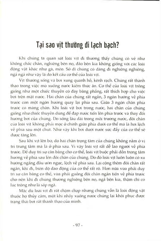 Tại sao vịt thường đi lạch bạch?
Khi chúng ta quan sát loài vịt đi thường thấy chúng có vẻ như
không chắc chắn, nghiêng bèn nọ, đáo bên kia không giống vói các loài
động vật klaác nlaư gà, mèo. Sở dĩ chúng có dáng đi nghiêng nghiêng,
ngả ngcả Ihư vậy là do kết cấu cơ thể của loài vịt.
Vịt thường sống và bơi xung quanh hồ, kênh rạch. Chúng rất thành
thạo trong việc mò xuống nưcx: kiếm thức ăn. Cơ thể của loài vịt trông
giống như mc>t chiếc thuyền có đáy bằng phẳng, rất thích họp cho việc
boi trên mặt nưck. Hai chân của chúng rất ngắn, 3 ngón hướng về phía
trước còn một ngón hướng quay lại phía sau. Giữa 3 ngón chân phía
trước có màng chân. Khi loài vịt bơi trong nước, hai chân của chúng
giống nliư chiếc thuyền dùng để đạp nước tiến lên phía trước và thay đổi
hướng bơi của chúng. Do sống lâu dài trong môi trường nước, đôi chân
của loài vịt không phải mọc ở chính giữa phía dưói cơ thể mà là hoi lệch
về phía sau một chút. Như vậy khi boi dưới nước sức đẩy của cơ thể sẽ
được tăng lên.
Sau khi vịt lên bờ, do hai chân trọng tâm của chúng không nằm ở vị
trí trung tâm mà Icà ở phía sau. Vì vậy loài vịt rất dễ lao người về phía
trước. Đê duy trì sự cân bcằng cho cơ thể, loài vịt buộc phải dồn trọng tâm
hướng về phía sau lèn đôi chân của chúng. Do đó loài vịt luôn luôn có xu
hướng ngcẩng đcầu ưỡn ngực, lộch về phía sau. Lại cộng thêm đôi chân rất
ngắn, klii đi, biên dộ dao động cùa cơ thể rất rõ. Hon nữa vừa phải duy
trì sự Ccân bằng cơ thê, vừa phtài guồng đôi chân ngắn tiến về phía trưck
cho nên klii đi chúng thường nghiêng bên nọ, ngả bên kia, thậm chí có
lúc trông như là Scắp ngcã.
Mcặc dù locài vịt đi rất chcậm chạp nhưng chúng vẫn là loài động vật
thuộc họ thủy cầm, một khi nliảy xuống nước chúng lại khôi phục được
trạng thcái bơi rất thành thcỊO của m'mh.
- 97-
 