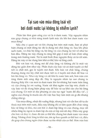 Tại Sdo vào mùa đông loài vịt
bdi dưới nước lại không bị nhiễm lạnh?
Phần lớn thời gian sống của vịt là ở dưới nước. Vậy nguyên nhân
nào giúp chúng có khả năng tránh lạnh mặc dù khi boi dưcM nước vào
mùa đông?
Nếu chú ý quan sát vịt khi chúng bơi trên mặt nước, bạn sẽ phát
hiện chúng có một động tác đó là dùng mỏ chải lông vũ. Sau khi phủi
sạch nước, và chải bộ lông vũ, bộ lông vũ của chúng lại trở về như lúc
ban đầu. Động tác này chúng ta cũng bắt gặp ở một số loài chim sống
trong môi trường nước. Nó là một hình thức nguyên thủy có từ rất sớm.
Dộng tác này có tác dụng làm khô cơ thể, bcảo vệ lông cánh.
Đối với loài vịt, dùng mỏ để chải lông vũ không chỉ là một vài
động tác giản đơn như vậy. Phần đuôi của loài vịt có một tuyến có thể
tiết ra chất mỡ, gọi là tuyến mỡ đuôi. Khi loài vịt chải lông, chúng
thường dùng mỏ lấy chất mở được tiết ra ở tuyến mỡ đuôi để hòa và
bôi lên lông vũ. Như vậy lông vũ rất khó bị nưcVc làm ướt, hơn nữa còn
tăng thêm ánh sáng đẹp đẽ. Đây là nguyên nhân tại sao chúng ta
thường thấy khi vừa mcVi từ dưới nước lên bờ những hạt nước trên lông
vũ của chúng lại roi xuống. Nước rất khó ngấm vào lóp mỡ, chừih vì
vậy loài vịt đã dùng biện pháp này để bảo vệ sự khô ráo cho bộ lông
cùa chúng. Có một số địa phưong có câu tục ngữ "nước đổ đầu vịt", ý
nghĩa của chúng là muốn ám chỉ việc học hay làm một cái gì đó nhưng
chẳng nhớ gì.
Vào mùa đông, nhiệt độ xuống thấp, nlumg loài vịt vẫn boi rất tự do
thoái mái trên mcặt nưcx, điều này không chỉ có liên quan đến chức năng
bảo vệ lông vũ khò, mcà còn bỏi vì dưcVi lóp lông vũ của chúng, mọc rất
nhiều lông tơ, ngơíài ra dưới lóp da còn có lóp mỡ rất dày. Điều này giúp
cho locài vịt duy trì được độ ấm cơ thể khi chúng bơi dưới nước vào mùa
đông. Những chiếc lổng tơ khô ráo, ấm áp bao quanh cơ thể locài vịt, điều
đó giúp cho chúng ngăn chặn được sự tỏa nhiệt của cơ thể. Hơn nữa loài
- 9 8 -
 