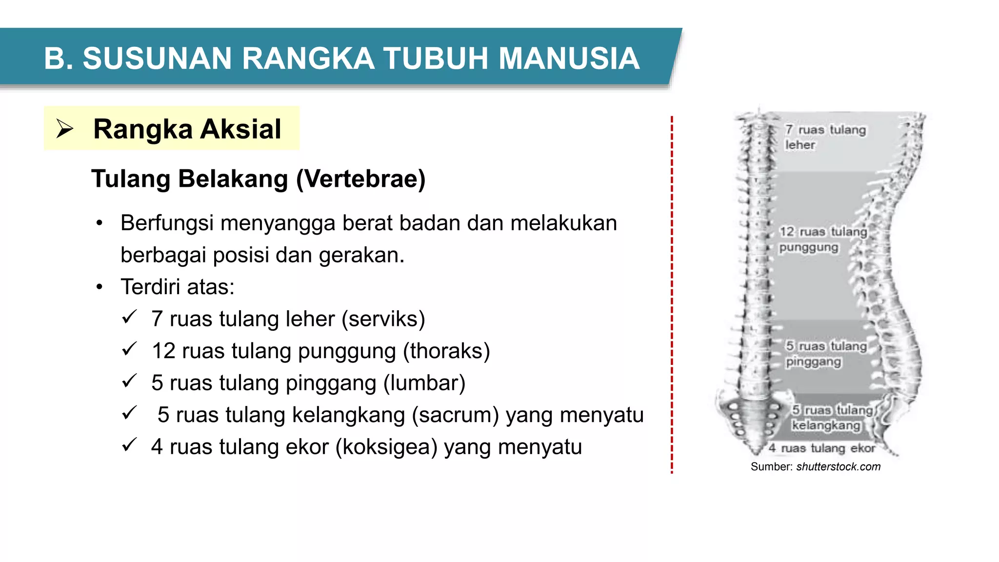 • Berfungsi menyangga berat badan dan melakukan
berbagai posisi dan gerakan.
• Terdiri atas:
 7 ruas tulang leher (serviks)
 12 ruas tulang punggung (thoraks)
 5 ruas tulang pinggang (lumbar)
 5 ruas tulang kelangkang (sacrum) yang menyatu
 4 ruas tulang ekor (koksigea) yang menyatu
Sumber: shutterstock.com
 Rangka Aksial
Tulang Belakang (Vertebrae)
B. SUSUNAN RANGKA TUBUH MANUSIA
 