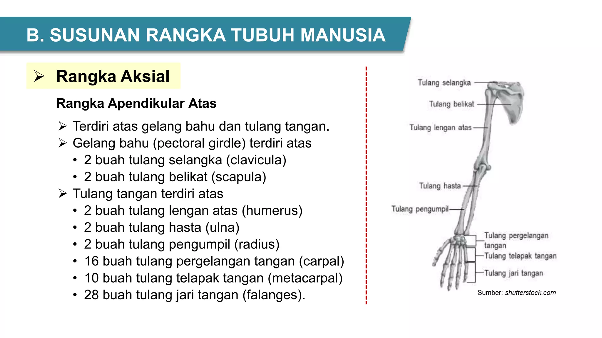  Terdiri atas gelang bahu dan tulang tangan.
 Gelang bahu (pectoral girdle) terdiri atas
• 2 buah tulang selangka (clavicula)
• 2 buah tulang belikat (scapula)
 Tulang tangan terdiri atas
• 2 buah tulang lengan atas (humerus)
• 2 buah tulang hasta (ulna)
• 2 buah tulang pengumpil (radius)
• 16 buah tulang pergelangan tangan (carpal)
• 10 buah tulang telapak tangan (metacarpal)
• 28 buah tulang jari tangan (falanges). Sumber: shutterstock.com
 Rangka Aksial
Rangka Apendikular Atas
B. SUSUNAN RANGKA TUBUH MANUSIA
 