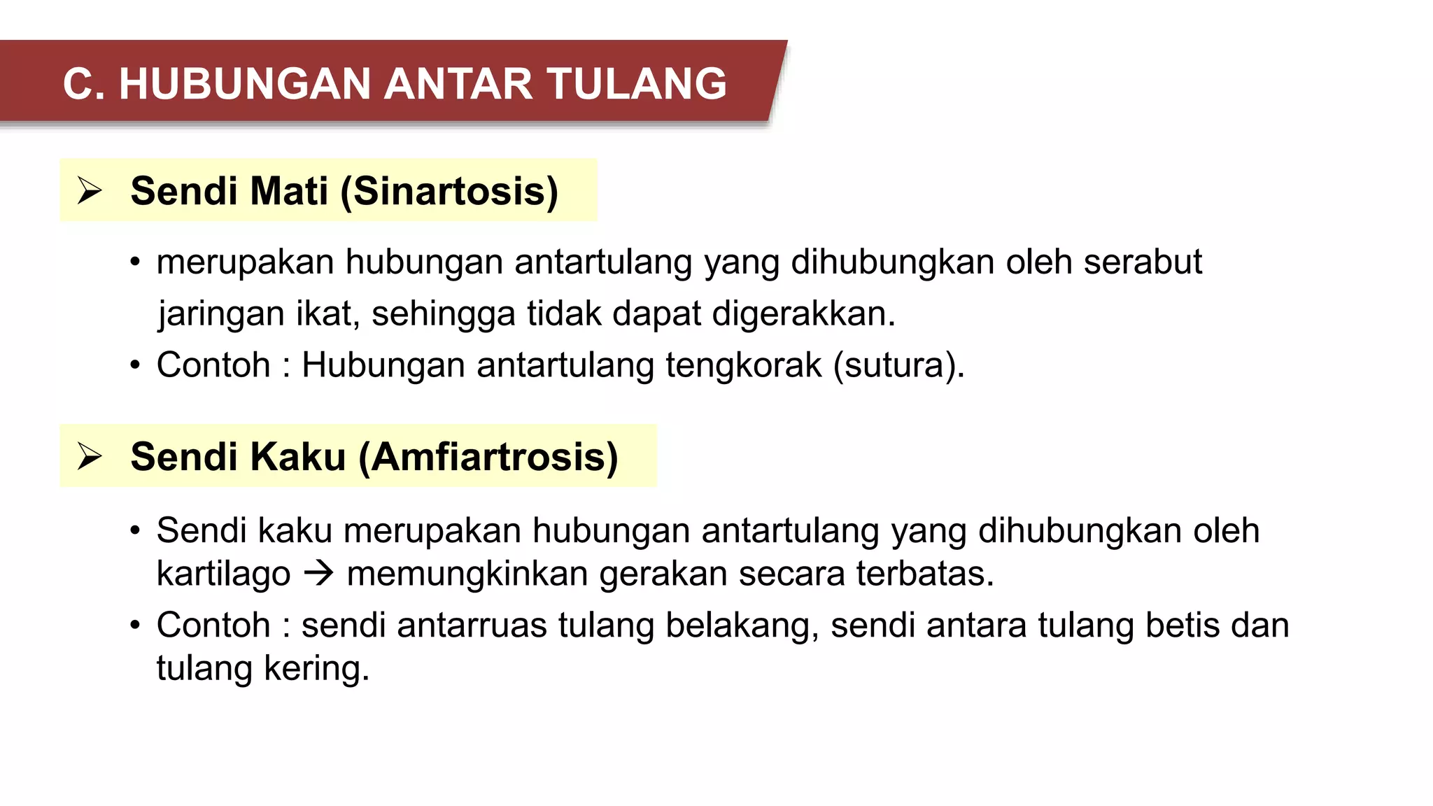  Sendi Mati (Sinartosis)
• merupakan hubungan antartulang yang dihubungkan oleh serabut
jaringan ikat, sehingga tidak dapat digerakkan.
• Contoh : Hubungan antartulang tengkorak (sutura).
 Sendi Kaku (Amfiartrosis)
• Sendi kaku merupakan hubungan antartulang yang dihubungkan oleh
kartilago  memungkinkan gerakan secara terbatas.
• Contoh : sendi antarruas tulang belakang, sendi antara tulang betis dan
tulang kering.
C. HUBUNGAN ANTAR TULANG
 