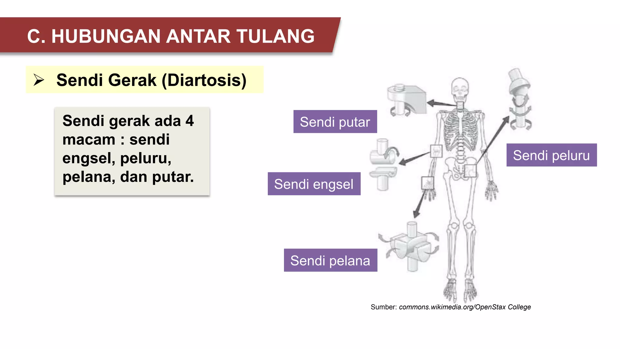 Sendi gerak ada 4
macam : sendi
engsel, peluru,
pelana, dan putar.
Sumber: commons.wikimedia.org/OpenStax College
 Sendi Gerak (Diartosis)
C. HUBUNGAN ANTAR TULANG
Sendi putar
Sendi engsel
Sendi pelana
Sendi peluru
 