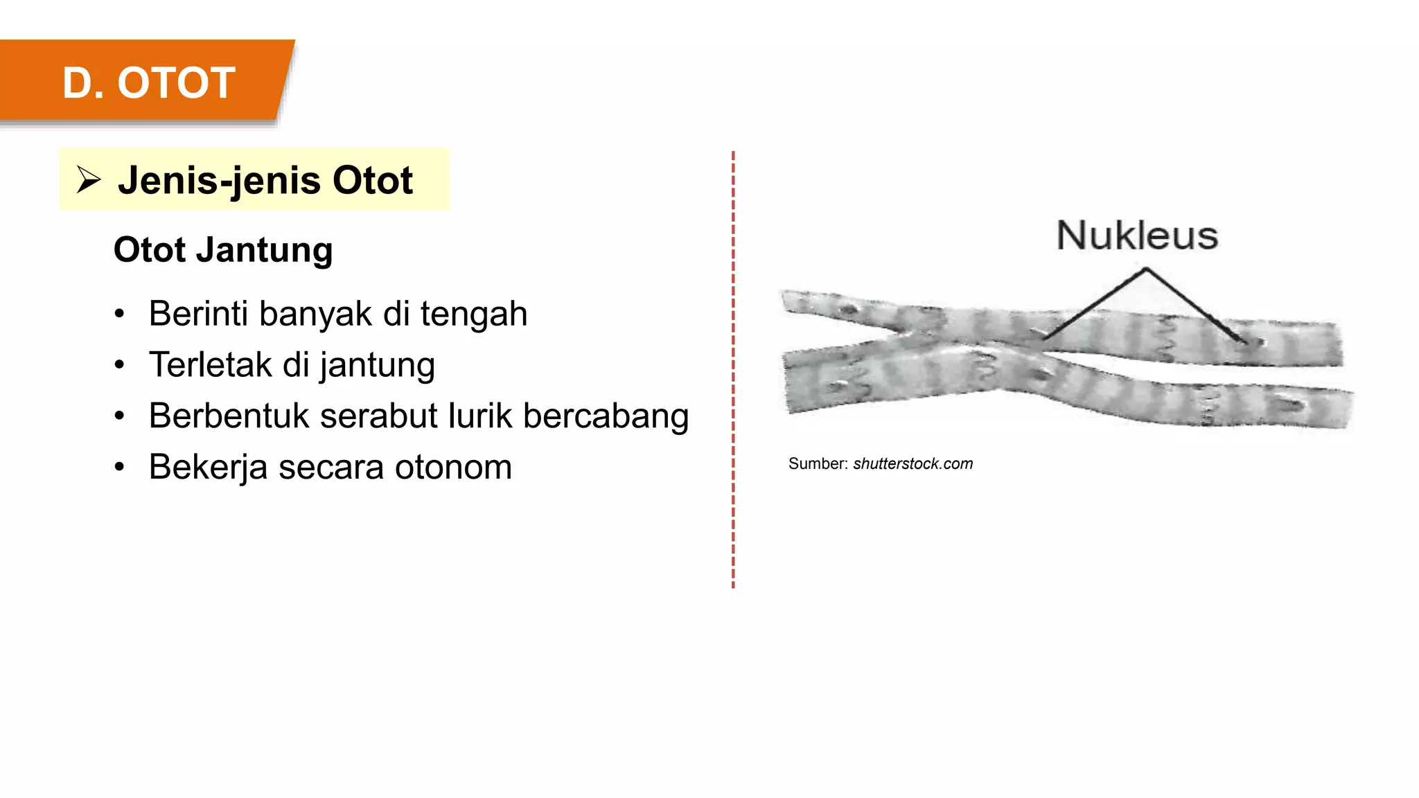 • Berinti banyak di tengah
• Terletak di jantung
• Berbentuk serabut lurik bercabang
• Bekerja secara otonom Sumber: shutterstock.com
Otot Jantung
D. OTOT
 Jenis-jenis Otot
 