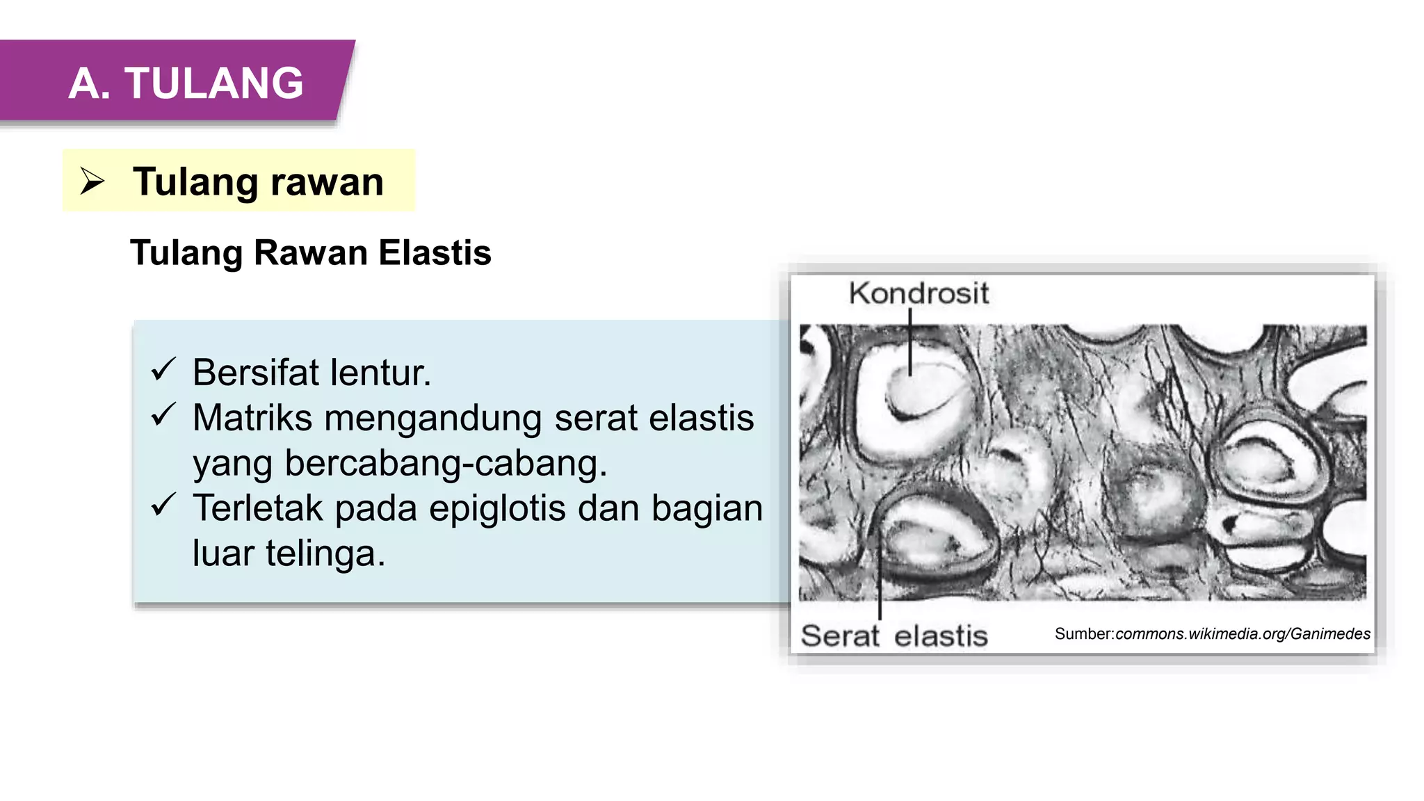  Bersifat lentur.
 Matriks mengandung serat elastis
yang bercabang-cabang.
 Terletak pada epiglotis dan bagian
luar telinga.
Sumber:commons.wikimedia.org/Ganimedes
 Tulang rawan
Tulang Rawan Elastis
A. TULANG
 