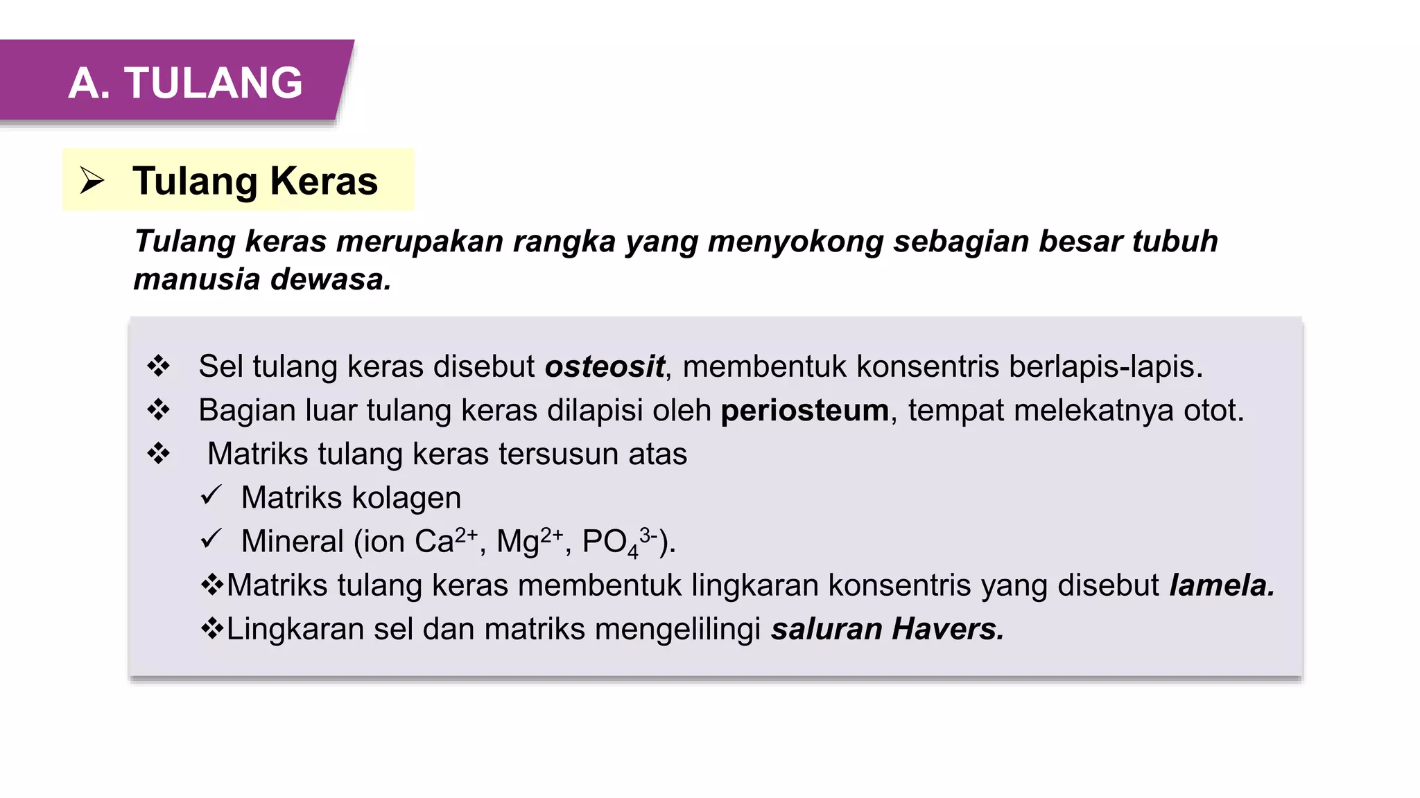 Tulang keras merupakan rangka yang menyokong sebagian besar tubuh
manusia dewasa.
 Sel tulang keras disebut osteosit, membentuk konsentris berlapis-lapis.
 Bagian luar tulang keras dilapisi oleh periosteum, tempat melekatnya otot.
 Matriks tulang keras tersusun atas
 Matriks kolagen
 Mineral (ion Ca2+, Mg2+, PO4
3-).
Matriks tulang keras membentuk lingkaran konsentris yang disebut lamela.
Lingkaran sel dan matriks mengelilingi saluran Havers.
 Tulang Keras
A. TULANG
 