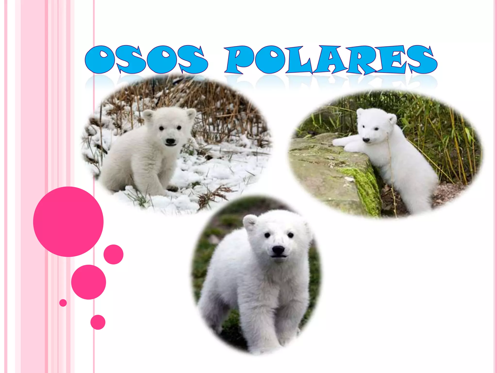 Osos polares