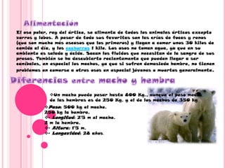 AlimentaciónEl oso polar, rey del ártico, se alimenta de todos los animales árticos excepto zorros y lobos. A pesar de todo sus favoritas son las crías de focas y renos (que son mucho más escasos que los primeros) y llegan a comer unos 30 kilos de comida al día, y los cachorros 1 kilo. Los osos no toman agua, ya que en su ambiente es salada y ácida. Sacan los fluidos que necesitan de la sangre de sus presas. También se ha descubierto recientemente que pueden llegar a ser caníbales, en especial los machos, ya que si sufren demasiada hambre, no tienen problemas en comerse a otros osos en especial jóvenes o muertos generalmente.Diferencias entre macho y hembraUn macho puede pesar hasta 800 Kg., aunque el peso medio de las hembras es de 250 Kg. y el de los machos de 350 kg