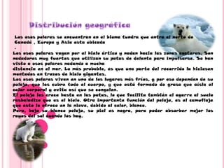 Peso: 500 kg el macho.250 kg la hembra.