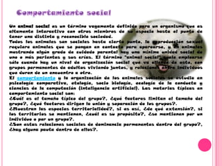 - Longitud: 2'5 m el macho.2 m la hembra.