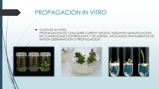 PROPAGACION IN VITRO
 CULTIVOS IN VITRO.
PROPAGACION DE CUALQUIER CUERPO VEGETAL MEDIANTE MANUPULACION
EN CONDICIONES CONTROLADAS Y DE ASEPSIA. APLICANDO TRATAMIENTOS DE
RAPIDA GERMINACION O PROPAGACION
 