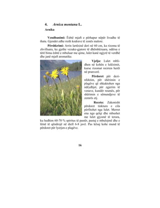 4.     Arnica montana L.
   Arnika

       Vendbanimi: Është mjaft e përhapur nëpër livadhe të
thata. Gjendet edhe rreth kodrave të zonës malore.
       Përshkrimi: Arrin lartësinë deri në 60 cm, ka rizoma të
zhvilluara, ka gjethe vezake-gjatore të dhëmbëzuara, ndërsa e
tërë bima është e mbuluar me qime, lulet kanë ngjyrë të verdhë
dhe janë mjaft aromatike.
                                         Vjelja: Lulet mbli-
                                   dhen në kohën e lulëzimit,
                                   kurse rizomat nxirren herët
                                   në pranverë.
                                         Përdoret për dezi-
                                   nfektim, për shërimin e
                                   plagëve që shkaktohen nga
                                   ndrydhjet, për zgjerim të
                                   venave, kundër reumës, për
                                   shërimin e sëmundjeve të
                                   zemrës etj.
                                           Receta: Zakonisht
                                   përdoret tinktura e cila
                                   përfitohet nga lulet. Merret
                                   ena nga qelqi dhe mbushet
                                   me lulet gjysmë të terura,
ku hedhim 60-70 % spiritus të pastër, pastaj e mbulojmë dhe e
lëmë të qëndrojë në diell 6-8 javë. Pas kësaj kohe mund të
përdoret për lyerjen e plagëve.




                              16
 