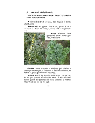 5.    Artemisia absinithium L.
   Pelin, pelen, apistia, absint, fshisë, fshisë e egër, fshisë e
   arave, fshisë krahnerri

      Vendbanimi: Rritet në fusha, rreth rrugëve si dhe në
tokat djerrina.
      Përshkrimi: Ka gjatësi 10-100 cm, gjethet i ka të
vendosura në formë të këmbyer, kurse lulet të kuqërremta-
kafe.
                                 Vjelja: Mblidhen vetëm
                           gjethet dhe majat e bimës, gjatë
                           verës, kur lulëzon.




    Përdoret kundër skra-jave të fëmijëve, për shërimin e
sëmundjeve të mëlçisë, të veshkave, të fshikëzës së urinës, për
pastrim të gjakut, për kthimin e oreksit etj.
      Receta: Merren 8 g pelin dhe zihen, lëngu i zier përzihet
me një gotë qumësht të dhisë dhe pihet 3-4 ditë. Për oreks
merren gjethet dhe përzihen me mjaltë dhe masa e përfituar
përdoret për çdo ditë nga një lugë.

                              17
 