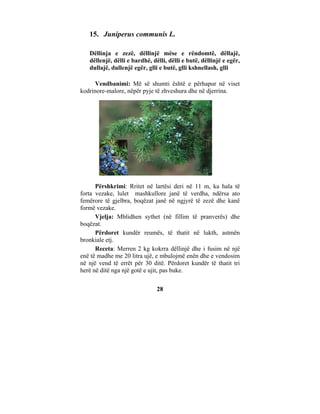 15. Juniperus communis L.

   Dëllinja e zezë, dëllinjë mëse e rëndomtë, dëllajë,
   dëllenjë, dëlli e bardhë, dëlli, dëlli e butë, dëllinjë e egër,
   dullajë, dullenjë egër, glli e butë, glli kshnellash, glli

      Vendbanimi: Më së shumti është e përhapur në viset
kodrinore-malore, nëpër pyje të zhveshura dhe në djerrina.




      Përshkrimi: Rritet në lartësi deri në 11 m, ka hala të
forta vezake, lulet mashkullore janë të verdha, ndërsa ato
femërore të gjelbra, boqëzat janë në ngjyrë të zezë dhe kanë
formë vezake.
      Vjelja: Mblidhen sythet (në fillim të pranverës) dhe
boqëzat.
      Përdoret kundër reumës, të thatit në lukth, astmën
bronkiale etj.
      Receta: Merren 2 kg kokrra dëllinjë dhe i fusim në një
enë të madhe me 20 litra ujë, e mbulojmë enën dhe e vendosim
në një vend të errët për 30 ditë. Përdoret kundër të thatit tri
herë në ditë nga një gotë e ujit, pas buke.

                               28
 
