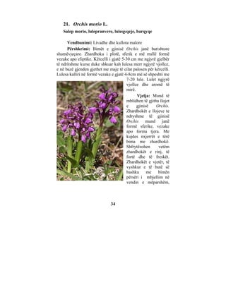 21. Orchis morio L.
   Salep morio, lulepranvere, luleqyqeje, barqyqe

      Vendbanimi: Livadhe dhe kullota malore
      Përshkrimi: Bimët e gjinisë Orchis janë barishtore
shumëvjeçare. Zhardhoku i plotë, sferik e më rrallë formë
vezake apo eliptike. Kërcelli i gjatë 5-30 cm me ngjyrë gjelbër
të ndritshme kurse duke shkuar kah lulesa merr ngjyrë vjollce,
e në bazë gjenden gjethet me maje të cilat palosen për kërcelli.
Lulesa kalliri në formë vezake e gjatë 4-8cm më së shpeshti me
                                         7-20 lule. Lulet ngjyrë
                                         vjollce dhe aromë të
                                         mirë.
                                               Vjelja: Mund të
                                         mblidhen të gjitha llojet
                                         e     gjinisë    Orchis.
                                         Zhardhokët e llojeve te
                                         ndryshme të gjinisë
                                         Orchis     mund     janë
                                         formë sferike, vezake
                                         apo forma tjera. Me
                                         kujdes nxjerrët e tërë
                                         bima me zhardhokë.
                                         Shfrytëzohen      vetëm
                                         zhardhokët e rinj, të
                                         fortë dhe të freskët.
                                         Zhardhokët e vjetër, të
                                         vyshkur e të butë së
                                         bashku      me    bimën
                                         përsëri i mbjellim në
                                         vendin e mëparshëm,



                               34
 