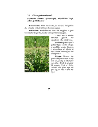 24. Plantago lanceloata L.
    Gjethedell heshtor, guhëdhelpne, kryebardhë, dejz,
    zokës, gjethi heshtor

      Vendbanimi: Rritet në livadhe, në kullosa, në djerrina
dhe në male, në lartësi të ndryshme mbidetare.
      Përshkrimi: Arrin lartësinë 10-40 cm, ka gjethe të gjata
lineare dhe të ngushta, lulet e formojnë kallirin e gjatë.
                                           Vjelja: Më së shumti
                                    mblidhen        gjethet,     por
                                    nganjëherë edhe e tërë bima.
                                           Përdoret për ndaljen e
                                    gjakderdhjes, kundër ndezjes
                                    së mushkërive, për shërimin
                                    e sëmundjeve të lukthit si
                                    dhe kundër jashtëqitjes dhe
                                    shtangimeve.
                                           Receta: Merren 50g
                                    gjethe dhe përvëlohen në një
                                    litër ujë, pastaj e mbulojmë
                                    enën dhe e lëmë të qëndrojë
                                    30 minuta. Pasi të ftohet
                                    kullohet dhe pihet nga një
                                    gotë çaji, tri herë në ditë, pas
                                    buke.




                                38
 