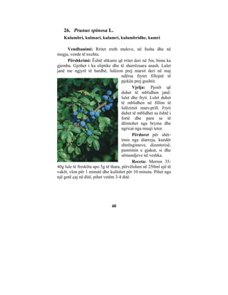 26. Prunus spinosa L.
   Kulumbri, kulmari, kulumri, kulumbridhe, kumri

      Vendbanimi: Rritet rreth maleve, në fusha dhe në
megja, vende të nxehta.
      Përshkrimi: Është shkurre që rritet deri në 5m, bima ka
gjemba. Gjethet i ka eliptike dhe të sharrëzuara anash. Lulet
janë me ngjyrë të bardhë, lulëzon prej marsit deri në maj
                                      ndërsa frytet fillojnë të
                                      pjekën prej gushtit.
                                            Vjelja: Pjesët që
                                      duhet të mblidhen janë:
                                      lulet dhe fryti. Lulet duhet
                                      të mblidhen në fillim të
                                      lulëzimit mars-prill. Fryti
                                      duhet të mblidhet sa është i
                                      fortë dhe para se të
                                      dëmtohet nga bryma dhe
                                      ngricat nga muaji tetor.
                                            Përdoret për shër-
                                      imin nga diarreja, kundër
                                      shtrëngimeve, dizenterisë,
                                      pastrimin e gjakut, si dhe
                                      sëmundjeve në veshka.
                                            Receta: Merren 35-
40g lule të freskëta apo 5g të thara, përvëlohen në 250ml ujë të
vakët, vlon për 1 minutë dhe kullohet për 10 minuta. Pihet nga
një gotë çaj në ditë, pihet vetëm 3-4 ditë.




                               40
 
