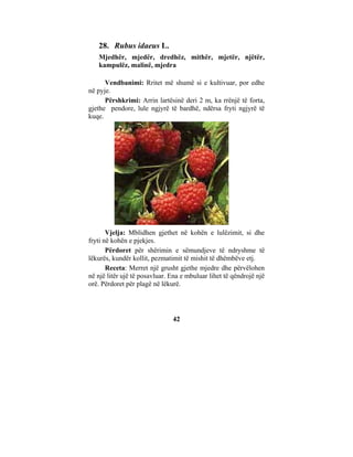 28. Rubus idaeus L.
   Mjedhër, mjedër, dredhëz, mithër, mjetër, njëtër,
   kampulëz, malinë, mjedra

      Vendbanimi: Rritet më shumë si e kultivuar, por edhe
në pyje.
      Përshkrimi: Arrin lartësinë deri 2 m, ka rrënjë të forta,
gjethe pendore, lule ngjyrë të bardhë, ndërsa fryti ngjyrë të
kuqe.




       Vjelja: Mblidhen gjethet në kohën e lulëzimit, si dhe
fryti në kohën e pjekjes.
       Përdoret për shërimin e sëmundjeve të ndryshme të
lëkurës, kundër kollit, pezmatimit të mishit të dhëmbëve etj.
       Receta: Merret një grusht gjethe mjedre dhe përvëlohen
në një litër ujë të posavluar. Ena e mbuluar lihet të qëndrojë një
orë. Përdoret për plagë në lëkurë.




                               42
 