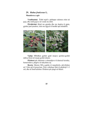 29. Rubus fruticosus L.
   Manaferra e egër

      Vendbanimi: Është mjaft e përhapur sidomos rritet në
pyje, dhe rreth pyjeve në vende me dritë.
      Përshkrimi: Bimë me gjemba dhe me degëza të gjata,
gjethet janë pendore, lulet me ngjyrë të bardhë apo trëndafili.




      Vjelja: Mblidhen gjethet gjatë muajve qershor-gushtë
ndërsa frytet në muajt gushtë-shtator.
      Përdoret për shërimin e sëmundjeve të diarresë kronike,
hemeroideve, plagëve të ndryshme etj.
      Receta: Merren 500 g gjethe të manaferrës, përvëlohen
në 5 litra ujë të posavluar. Ena e mbuluar lihet të qëndrojë 1-2
orë, dhe në fund kullohet. Përdoret për plagë në lëkurë.




                              43
 