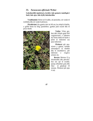 33. Taraxacum officinale Weber
   Luleshurdhë mjekësore, krehër, lule gomari, tamëlqak i
   butë, lule ajce, lule dylli, luleshurdha

      Vendbanimi: Rritet në livadhe, në pemishte, në vende të
rrafshëta dhe në vende kodrinore.
      Përshkrimi: Ka gjatësi deri në 40 cm, ka rrënjë të thella,
e gjithë bima ka lëng qumështor, gjethet janë rozetë dhe të
prera thellë.
                                             Vjelja: Vilen gje-
                                     thet dhe rrënjët gjatë tërë
                                     vegjetacionit, e sidomos
                                     kur bima është në fazën e
                                     plotë të lulëzimit ose
                                     para lulëzimit.
                                             Përdoret për pas-
                                     trimin e gjakut, kundër
                                     sëmundjeve të tëmthit
                                     dhe të mushkërive, për
                                     shërimin      e    rrugëve
                                     urinare etj.
                                          Receta: Merren 15 g
                                     luleshurdhe dhe përvëlo-
                                     hen me ujë të nxehtë,
                                     pastaj mbulohet gota dhe
                                     lihet     të qëndrojë 10
                                     minuta. Përdoret për pije
                                     si çaj.




                              47
 