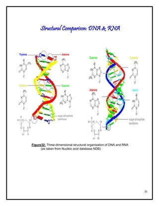 Dna Identification Form.pdf Forms of DNA | PDF