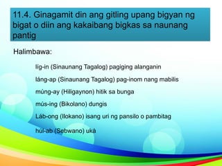 11.4. Ginagamit din ang gitling upang bigyan ng
bigat o diin ang kakaibang bigkas sa naunang
pantig
Halimbawa:
líg-in (Sinaunang Tagalog) pagiging alanganin
láng-ap (Sinaunang Tagalog) pag-inom nang mabilis
múng-ay (Hiligaynon) hitik sa bunga
mús-ing (Bikolano) dungis
Láb-ong (Ilokano) isang uri ng pansilo o pambitag
húl-ab (Sebwano) ukà
 