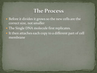  Before it divides it grows so the new cells are the
correct size, not smaller
The Single DNA molecule first replicates.
It then attaches each copy to a different part of cell
membrane