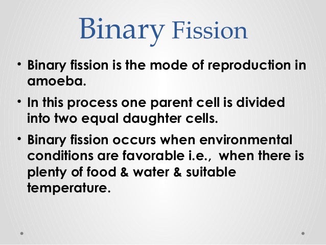 Diagram Of Binary Fission In Amoeba