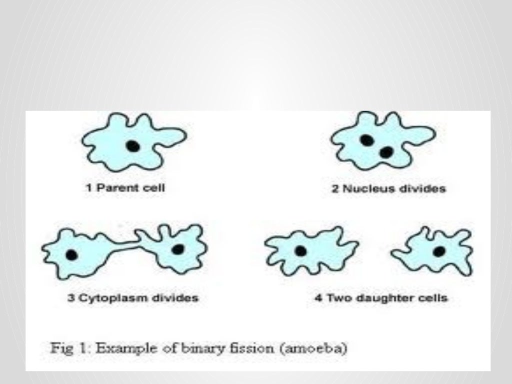 SS1 Third Term Biology Senior Secondary School → Reproduction in Amoeba