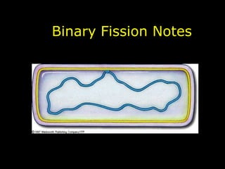 Binary fission notes | PPTX