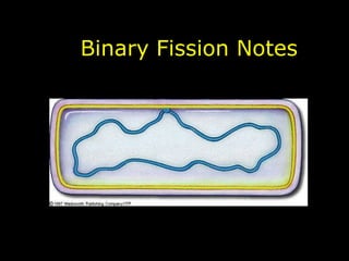 Binary Fission Notes

 