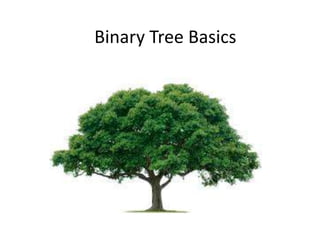 Binary Tree Basics 
 