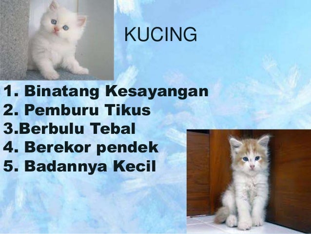 Binatang Berkaki Empat 1