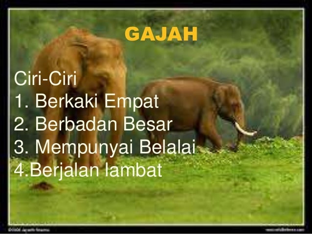 Binatang Berkaki Empat 1