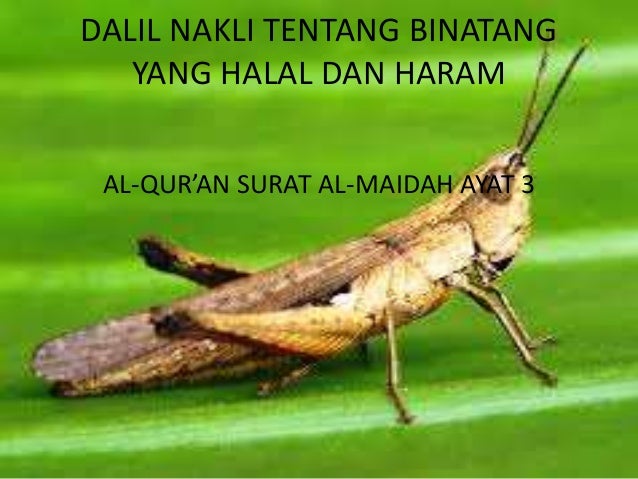 Gambar Hukum Berkaitan Najis Bersuci Ikan Gambar Binatang  