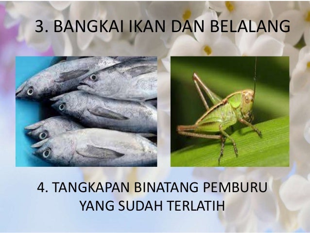 Hewan Halal Dan Haram Beserta Dalilnya Dan Gambarnya 35 Images - Gambar