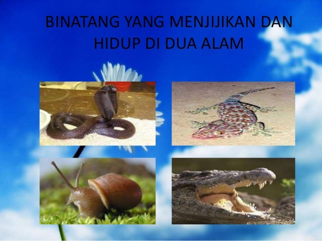 Gambar Binatang Halal Dan Haram