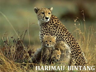 HARIMAU BINTANG
 