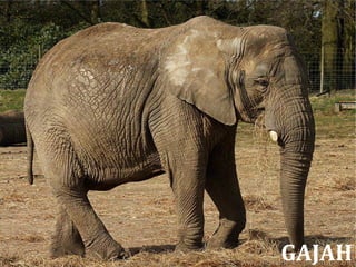 GAJAH
 