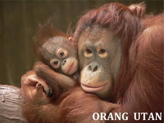 ORANG UTAN
 