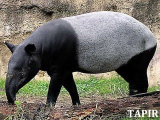 TAPIR
 