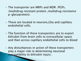  The transporter are MRPs and MDR /PGPs.
(multidrug resistant protein ,multidrug resistance
p-glycoprotein).
 These are located in neurons,Glia and capillary
endothelial cells.
 The function of these transporters are to export
bilirubin from brain cells to extracellular space
and then across capillary endothelial cells to blood
 Any disturbances in action of these transporters
play a major role in determining neuronal
susceptibility to bilirubin injury .
 