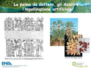 Fascination of Plants Day - 18 Maggio ENEA