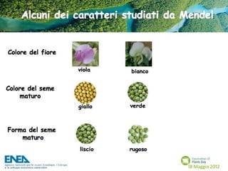 Fascination of Plants Day - 18 Maggio ENEA
