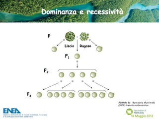 Fascination of Plants Day - 18 Maggio ENEA
