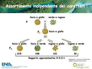 Fascination of Plants Day - 18 Maggio ENEA